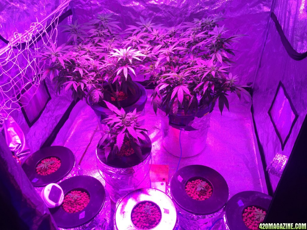 IslandGrower420 - Crop King's Cali Og Kush &amp; Green Crack in DWC