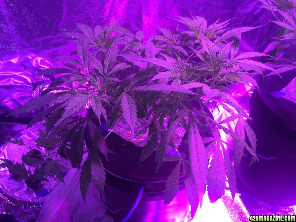 IslandGrower420 - Crop King's Cali Og Kush &amp; Green Crack in DWC