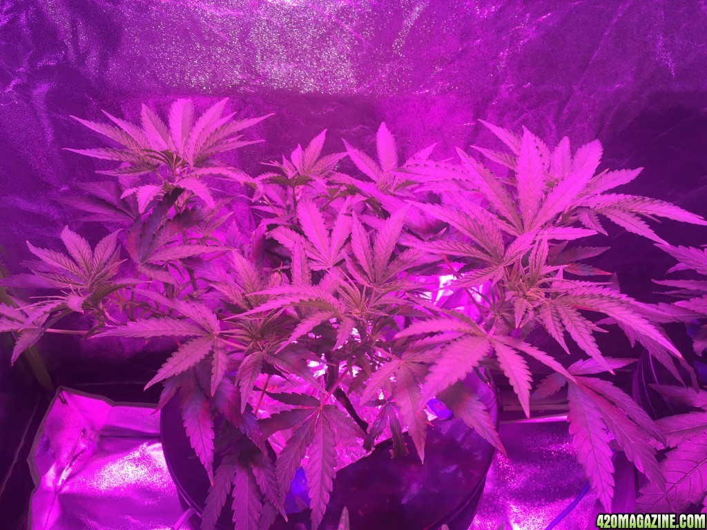 IslandGrower420 - Crop King's Cali Og Kush &amp; Green Crack in DWC