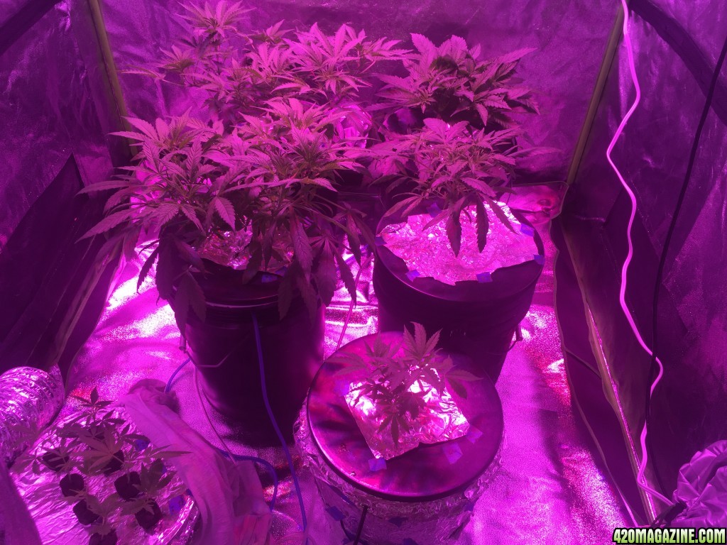 IslandGrower420 - Crop King's Cali Og Kush &amp; Green Crack in DWC