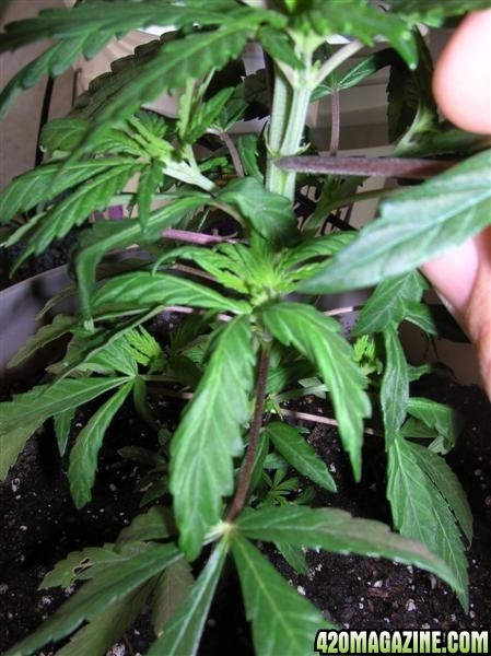 Issue - leafs growing funky