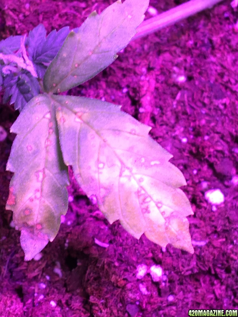 Issues with plants