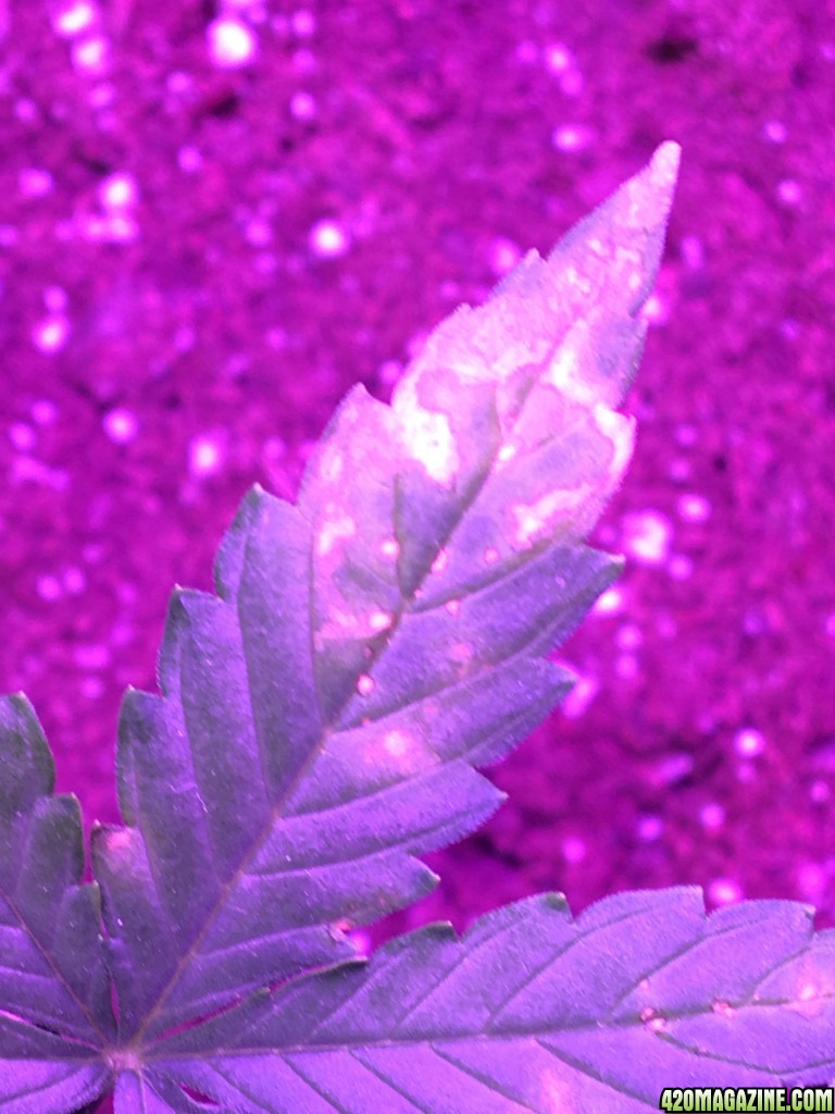 Issues with plants