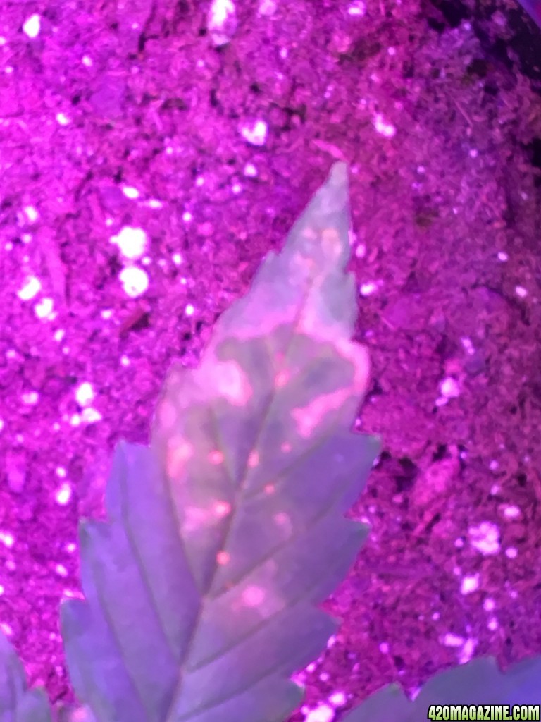 Issues with plants