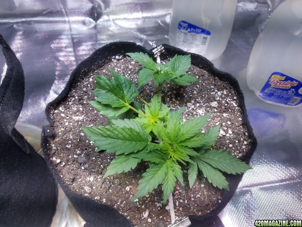 Its naturals auto grow