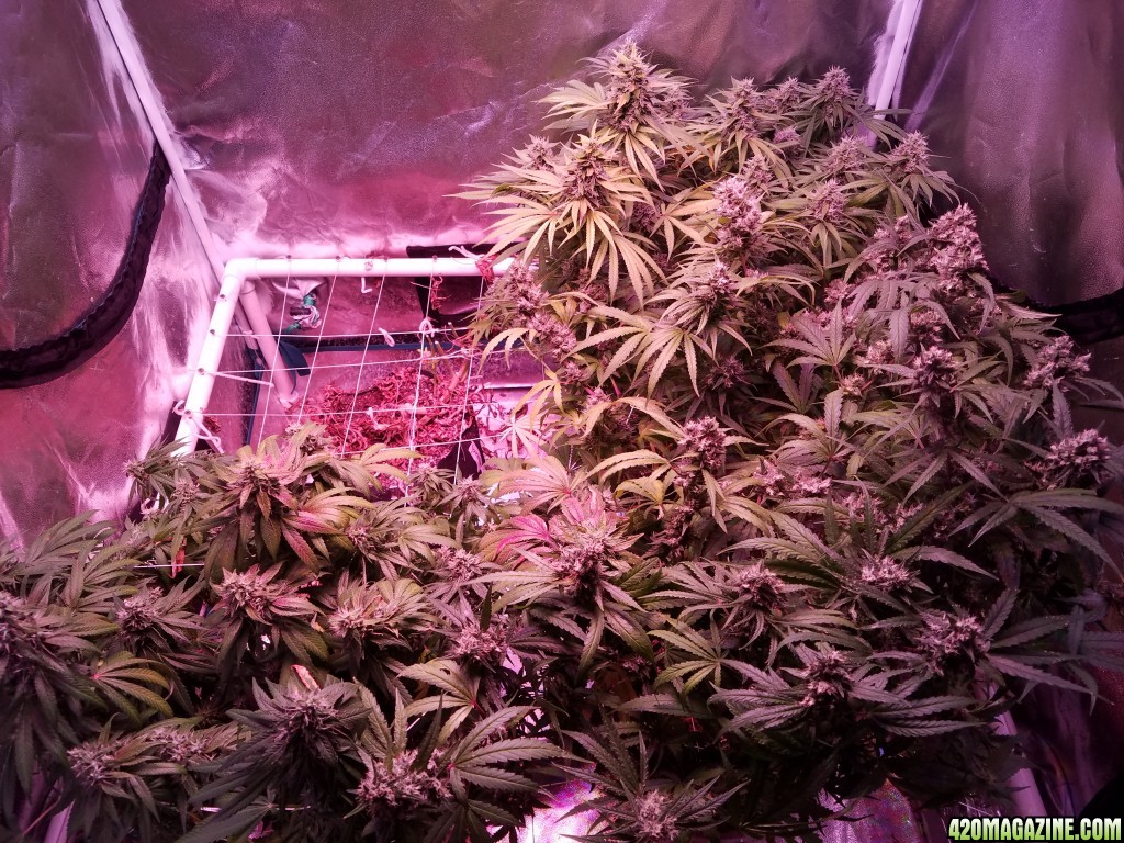 ItsNaturals 2nd grow 2 weeks before harvest