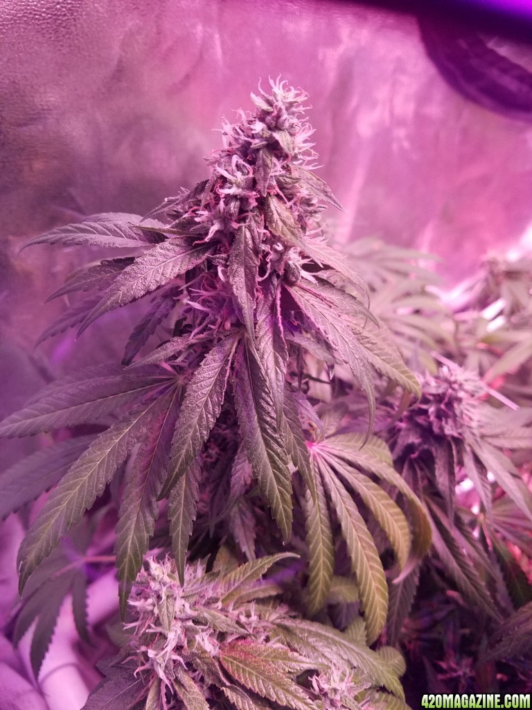 ItsNaturals 2nd grow 2 weeks before harvest