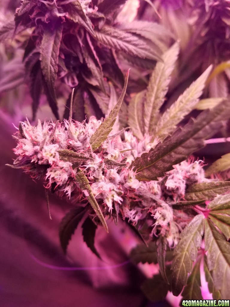 ItsNaturals 2nd grow 2 weeks before harvest