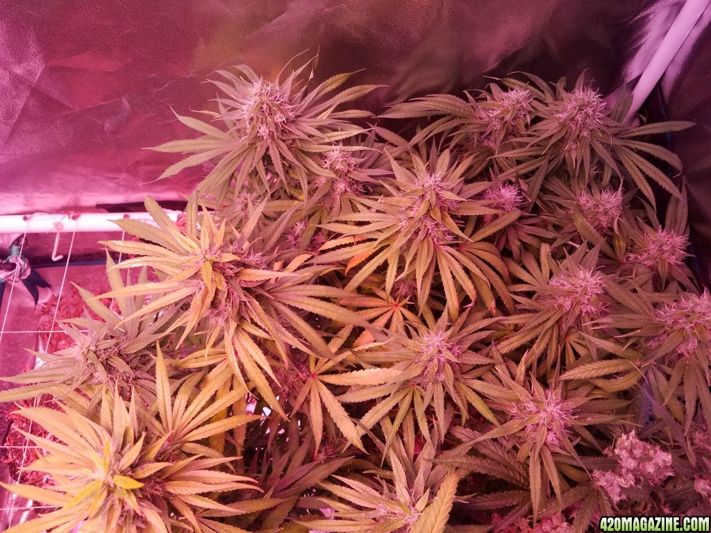 ItsNaturals 2nd grow 2 weeks before harvest