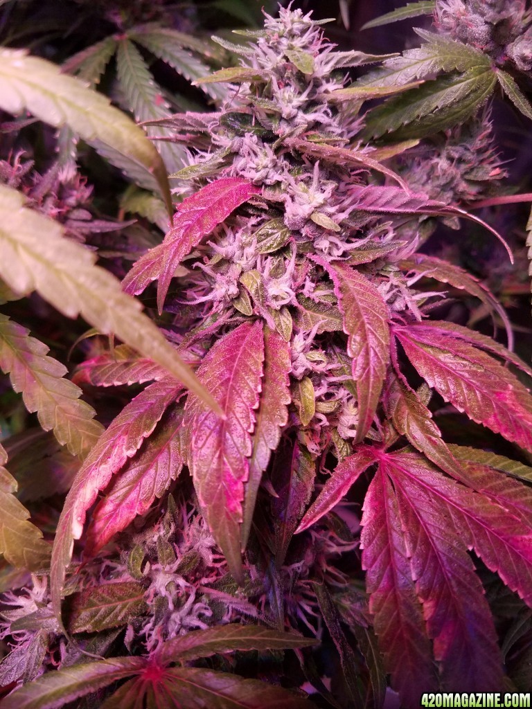 ItsNaturals 2nd grow 2 weeks before harvest