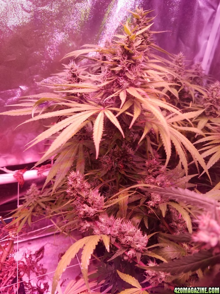 ItsNaturals 2nd grow 2 weeks before harvest