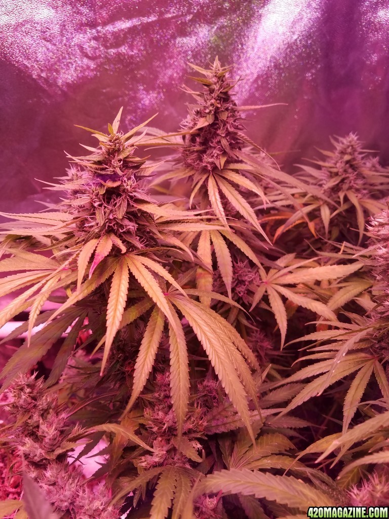 ItsNaturals 2nd grow 2 weeks before harvest