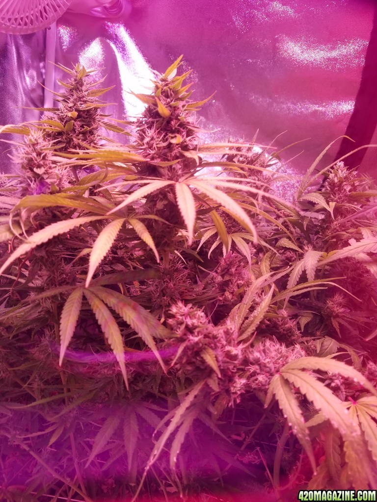 ItsNaturals 2nd grow 2 weeks before harvest