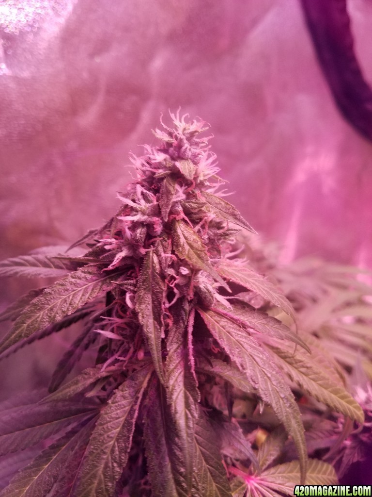 ItsNaturals 2nd grow 2 weeks before harvest