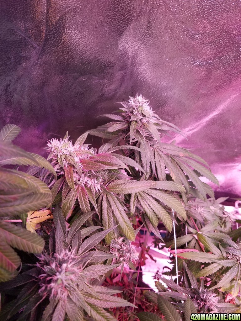 ItsNaturals 2nd grow 2 weeks before harvest