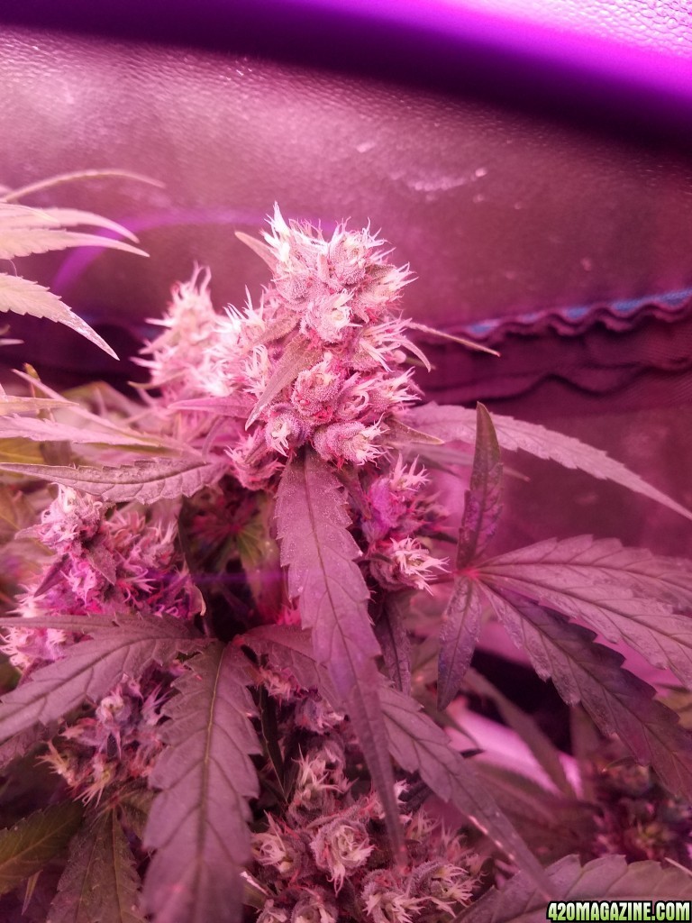 ItsNaturals 2nd grow 2 weeks before harvest