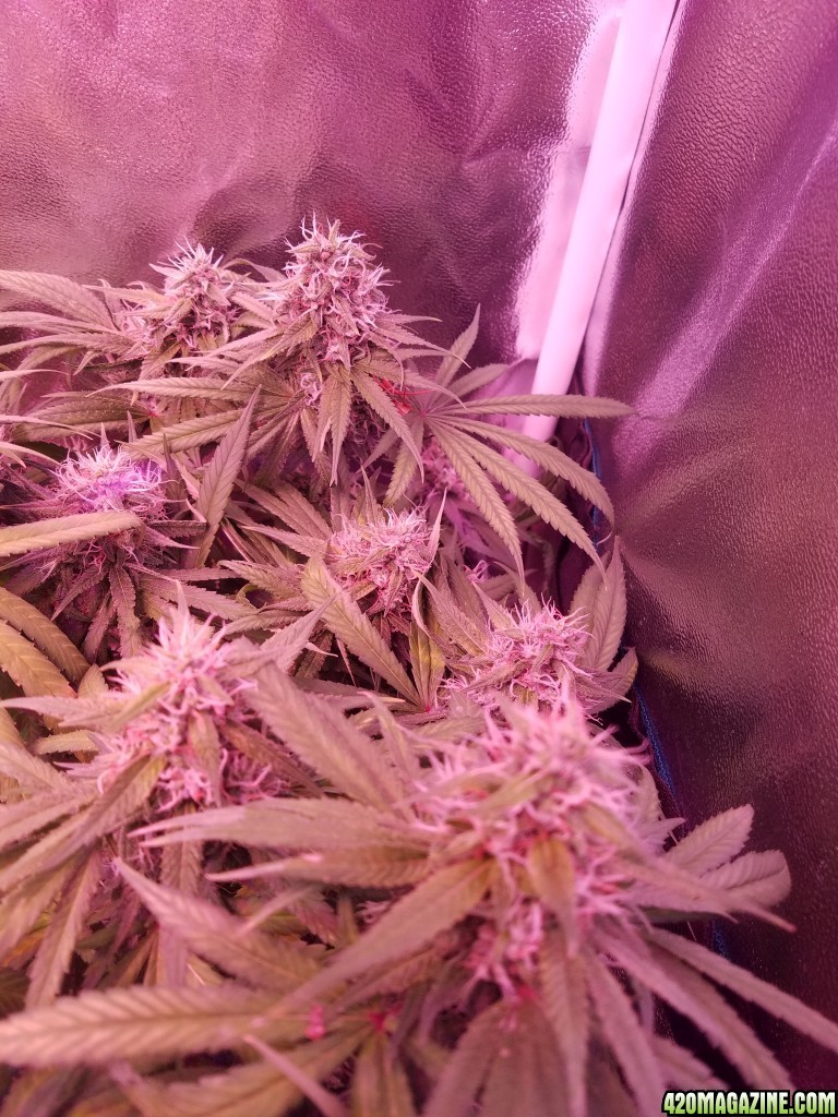 ItsNaturals 2nd grow 2 weeks before harvest