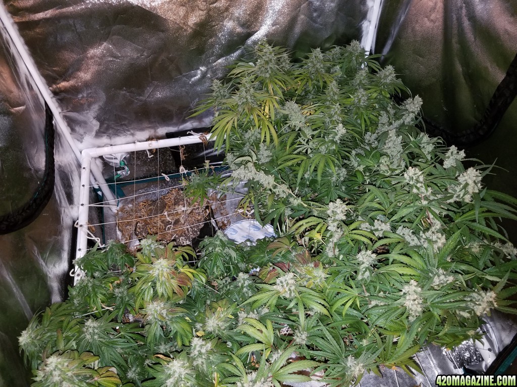 ItsNaturals 2nd grow 2 weeks before harvest