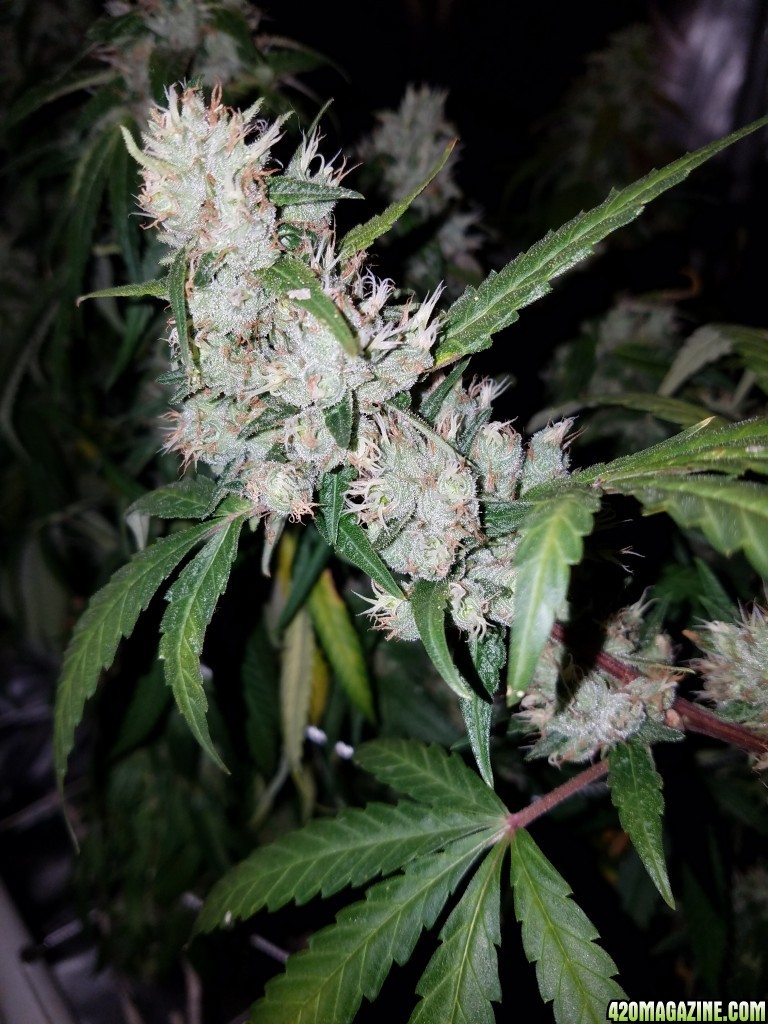 ItsNaturals 2nd grow 2 weeks before harvest