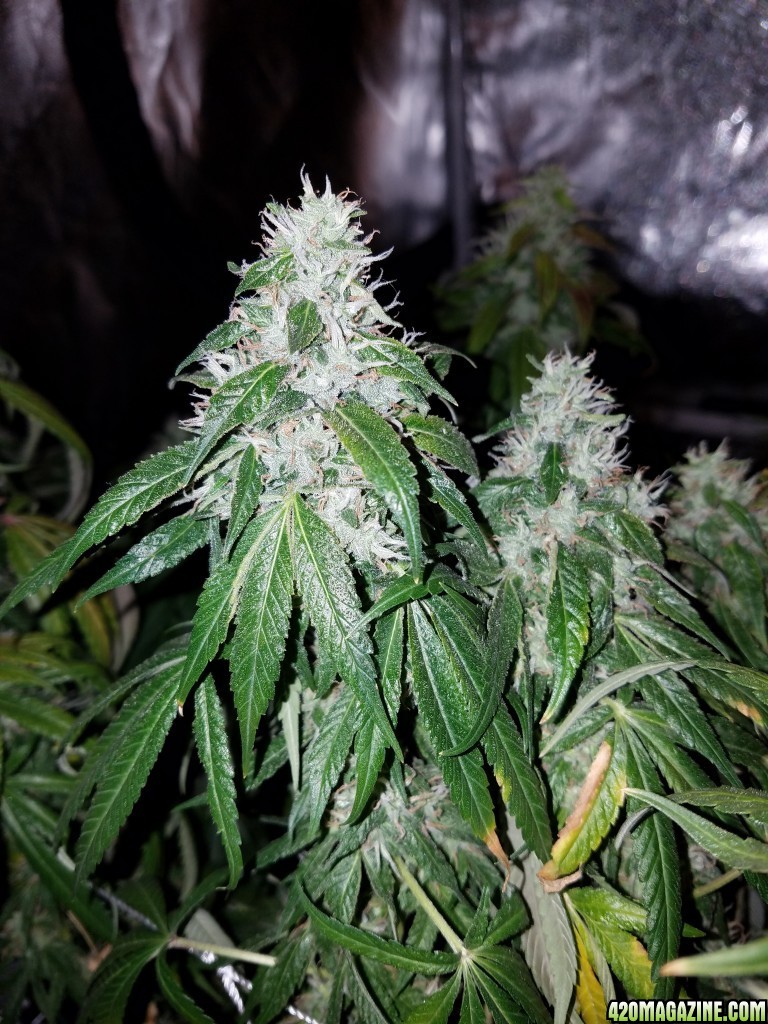 ItsNaturals 2nd grow 2 weeks before harvest