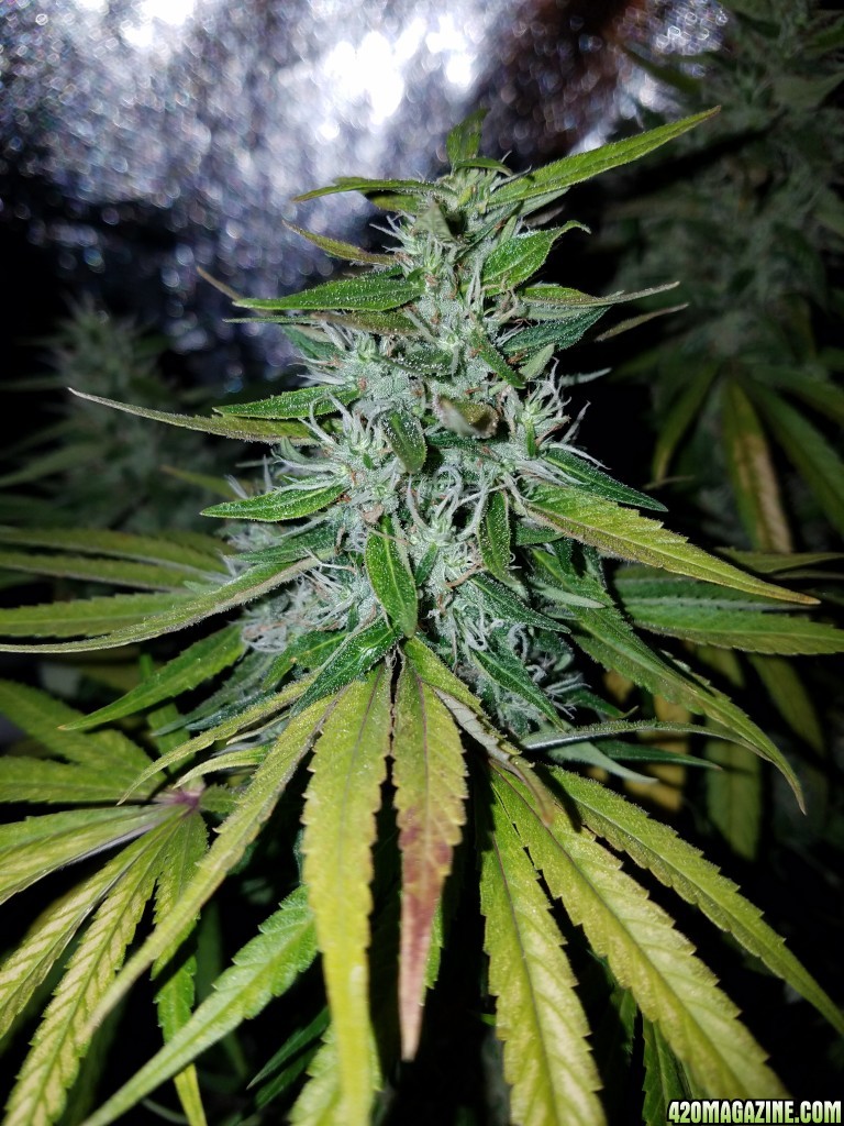 ItsNaturals 2nd grow 2 weeks before harvest