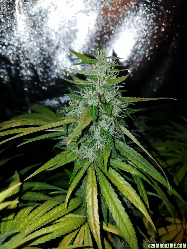 ItsNaturals 2nd grow 2 weeks before harvest