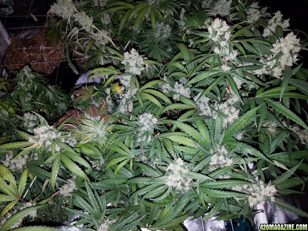 ItsNaturals 2nd grow 2 weeks before harvest