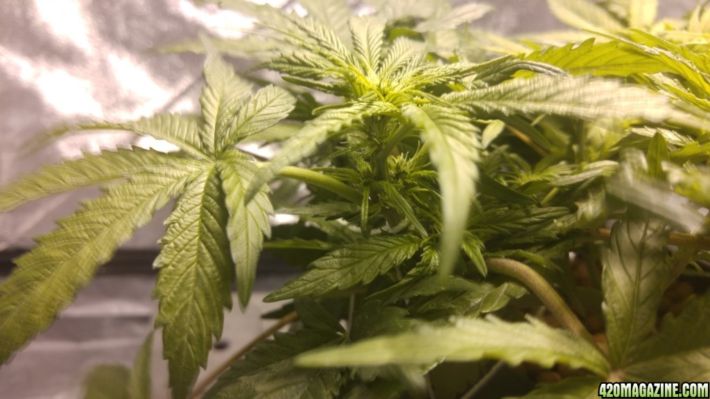 J.S.D.S. DAY 60 days from seed 25 days of 12/12 light