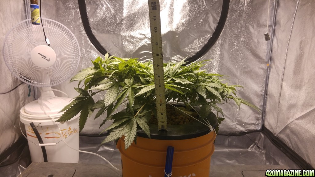 J.S.D.S. DAY 60 days from seed 25 days of 12/12 lights