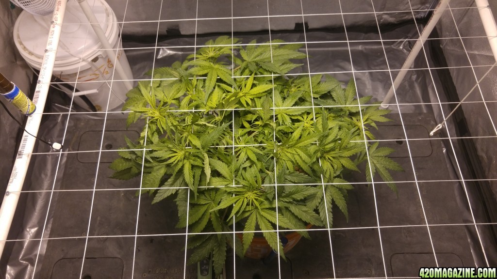 J.S.D.S. DAY 60 days from seed 25 days of 12/12 lights