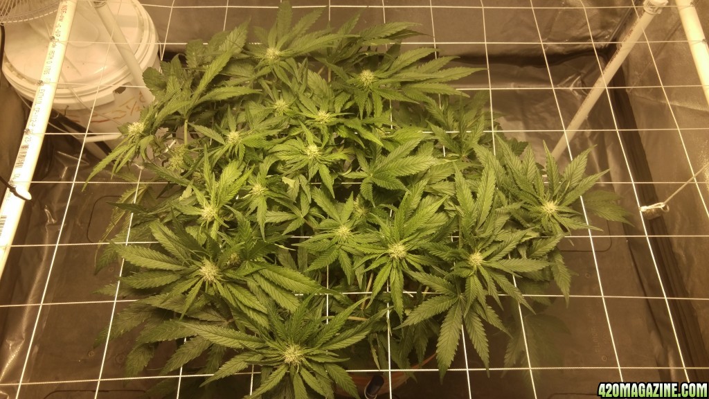 J.S.D.S. DAY 69 from seed 34 days of 12/12 lights 17 DAYS Flowering &amp; s