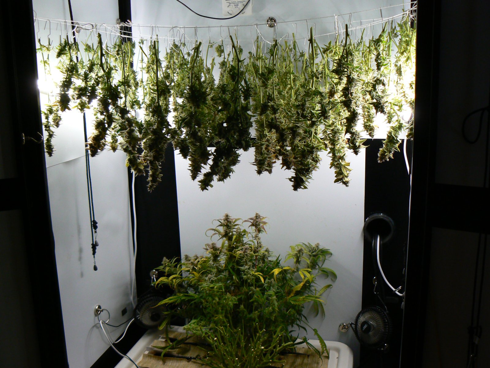 J22 Harvest - 3.JPG