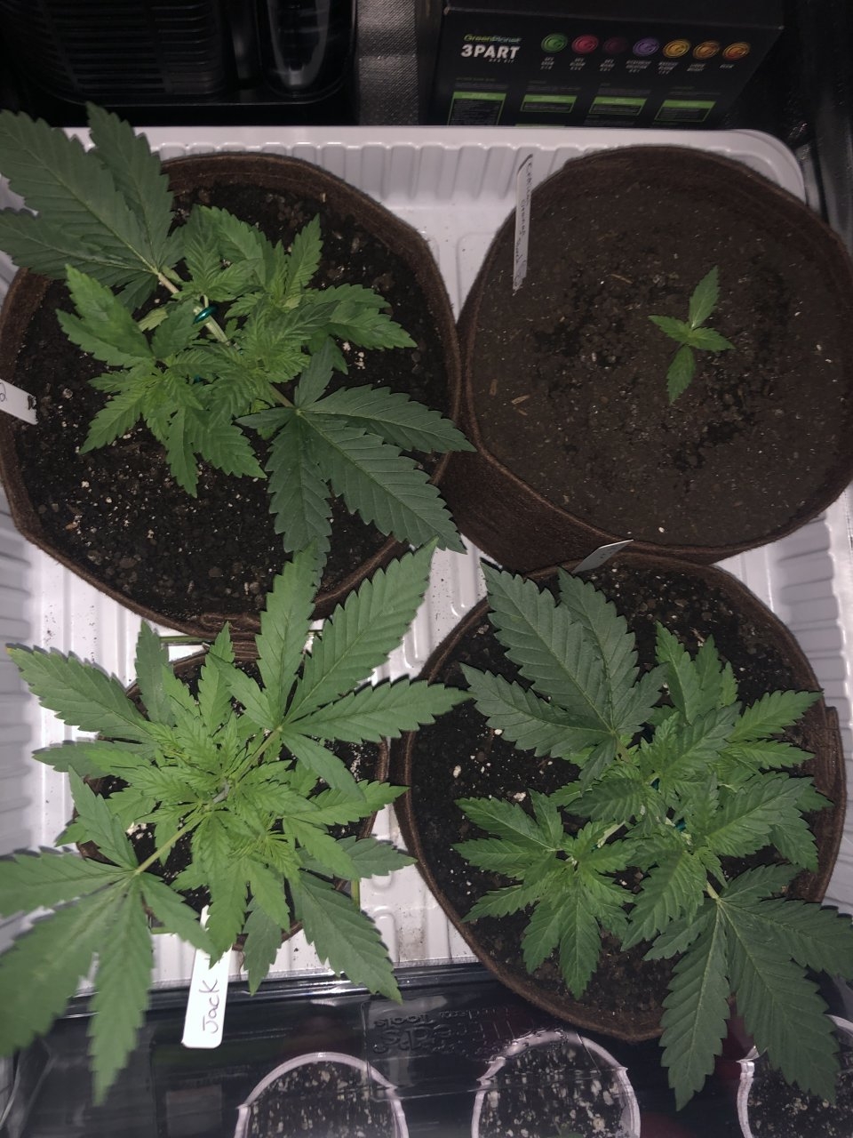 Jack#1, Jack#2, Jack#3 and Critical Orange Punch auto’s