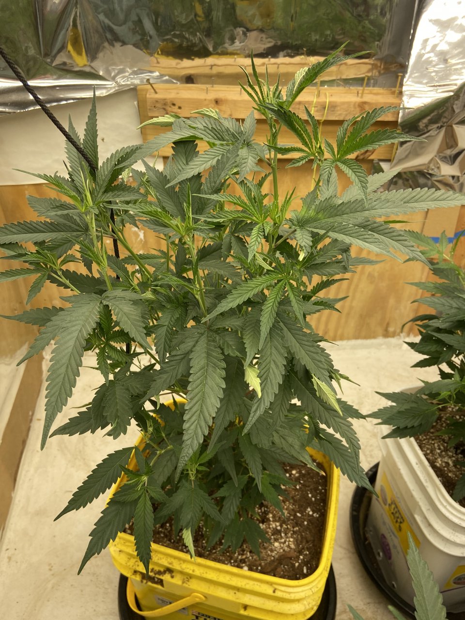 Jack Cookies Monster Clone