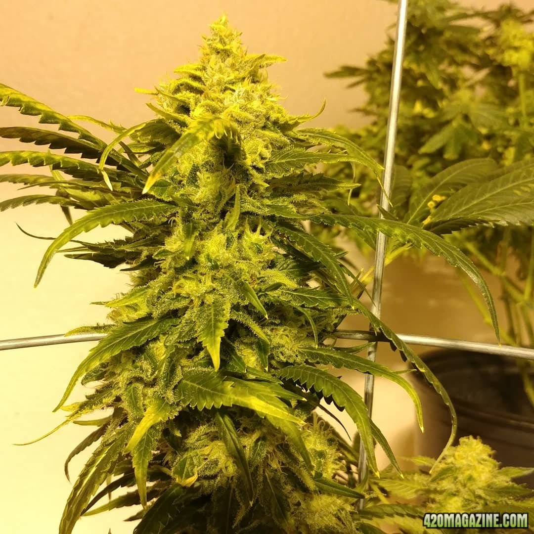 Jack Herer 1 03 day 58.jpg