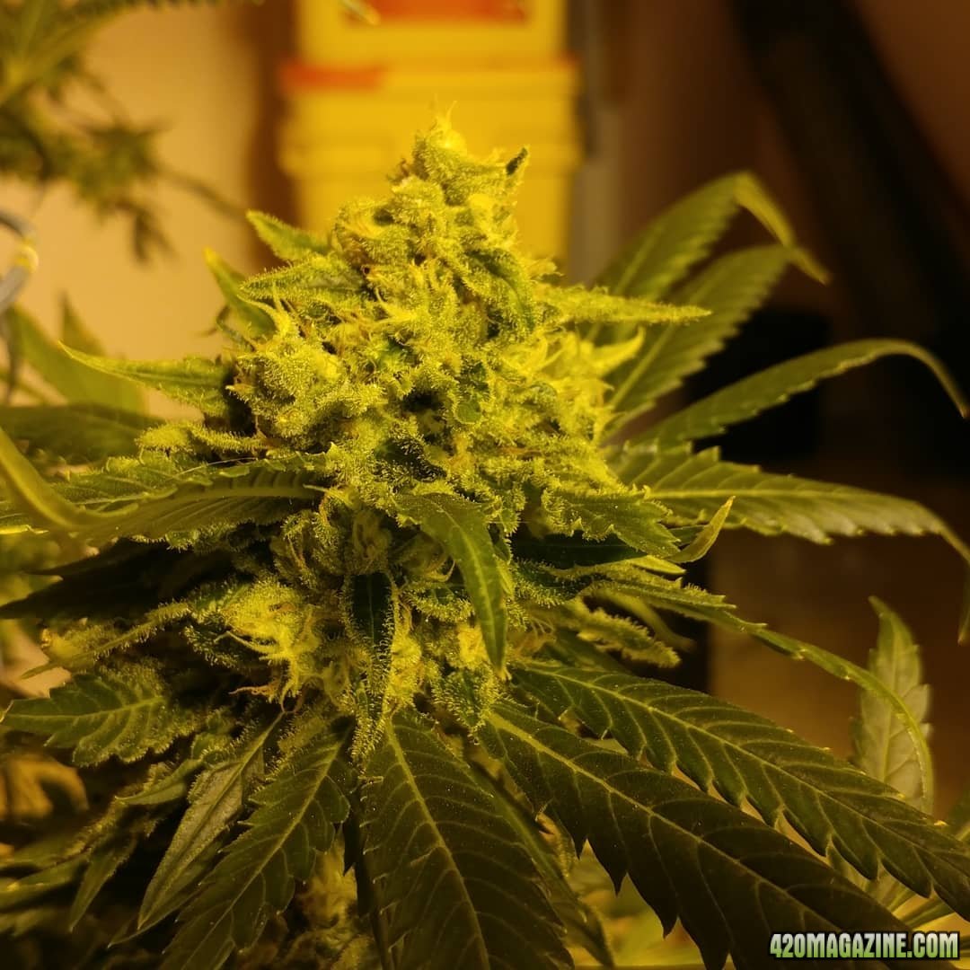 Jack Herer 1 04 day 58.jpg