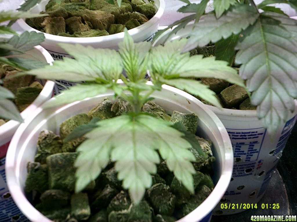 Jack Herer #1 4 weeks above ground