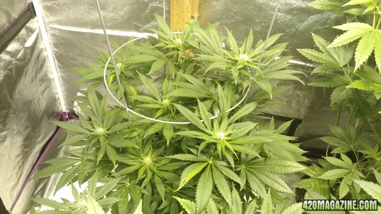 Jack Herer 1 day 18.jpg