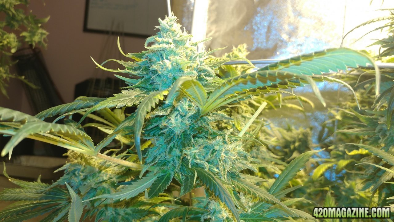 Jack Herer 1 day 58.jpg