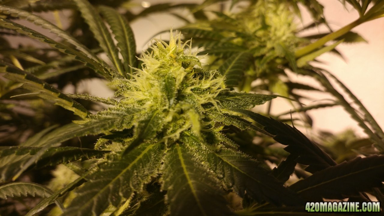 Jack Herer 1 wk 5 01.jpg