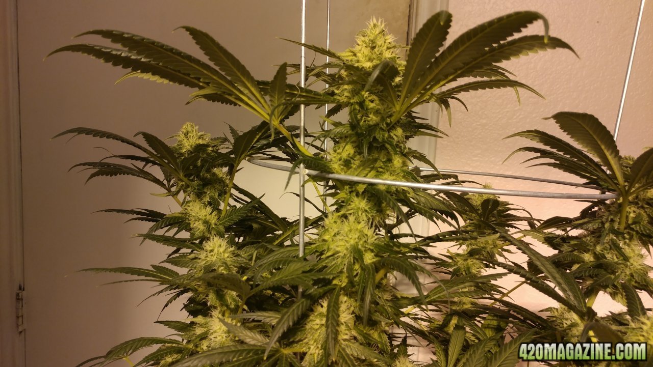 Jack Herer 1 wk 5 02.jpg