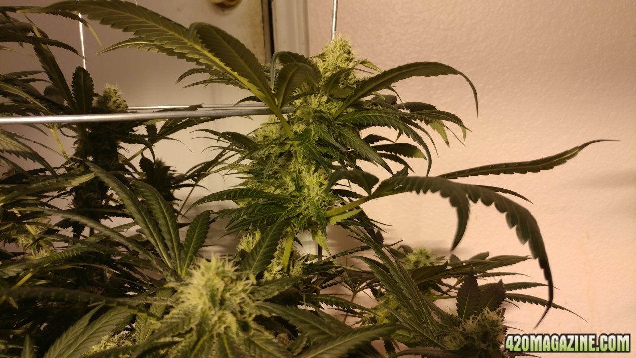 Jack Herer 1 wk 5 03.jpg