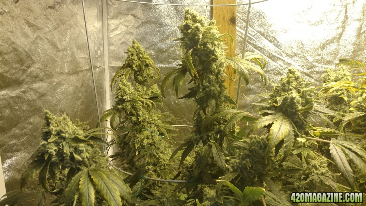 Jack Herer 2 01day 58.jpg