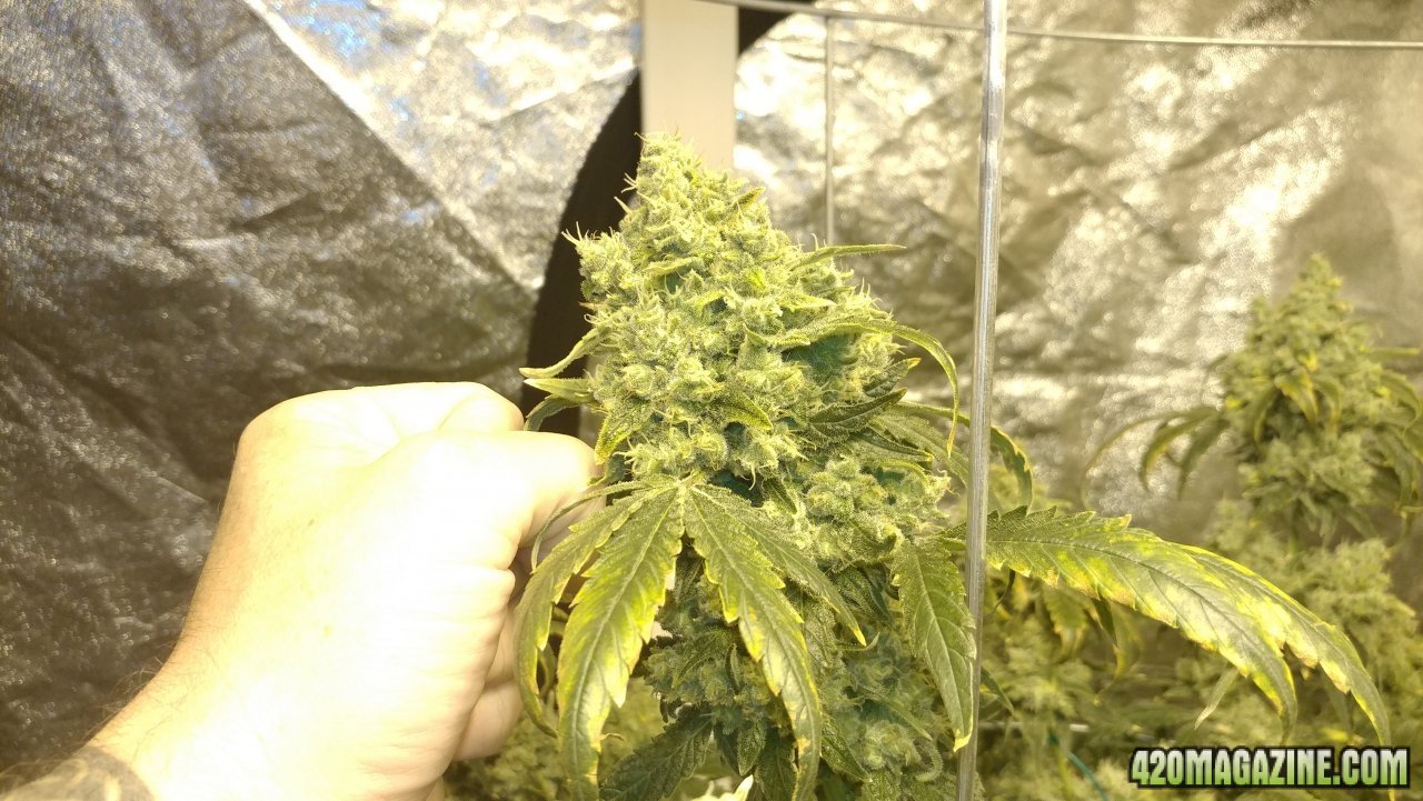 Jack Herer 2 02 day 58.jpg