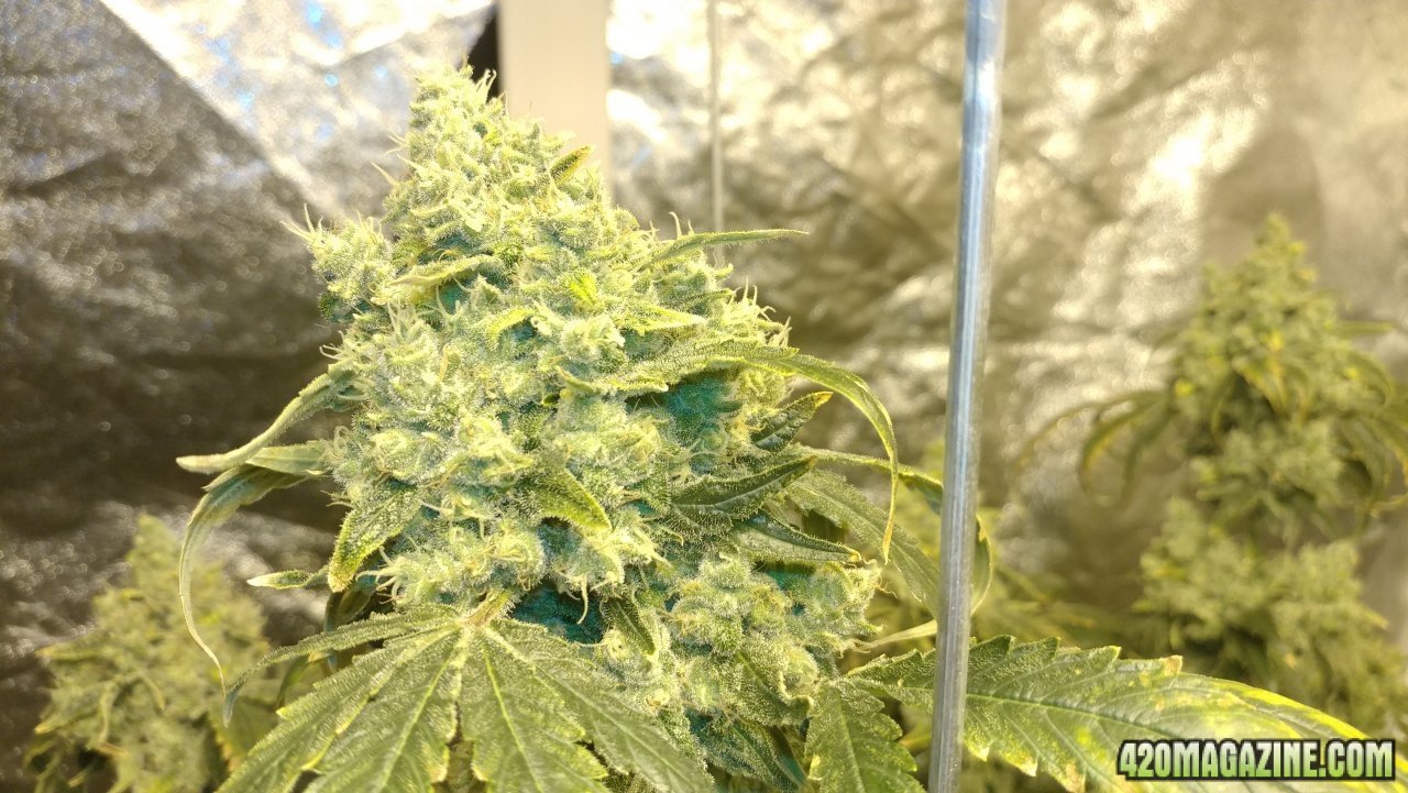 Jack Herer 2 03 day 58.jpg