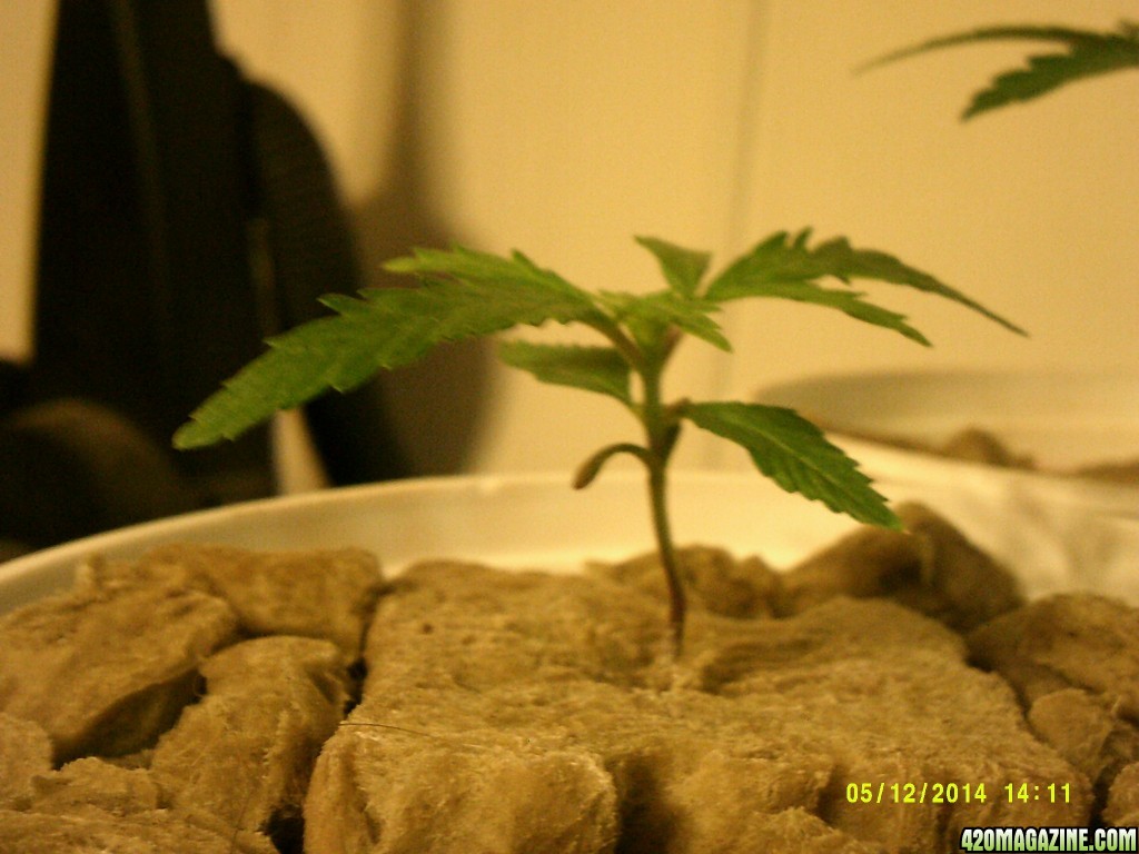 Jack Herer #2 @ 3 wks