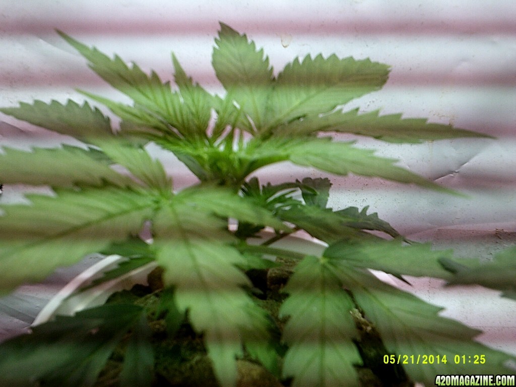 Jack Herer #2 4 weeks above ground