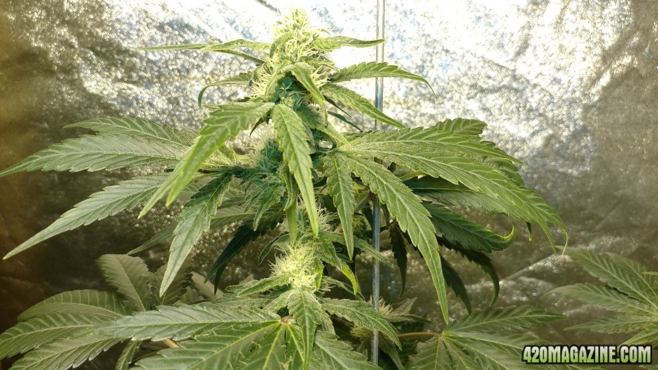 Jack Herer 2 frost.jpg