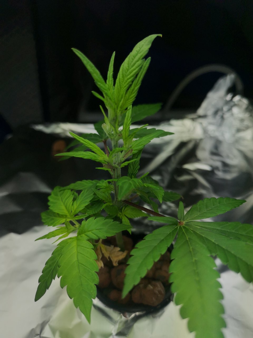 Jack Herer 2 - w6d3 - sideview