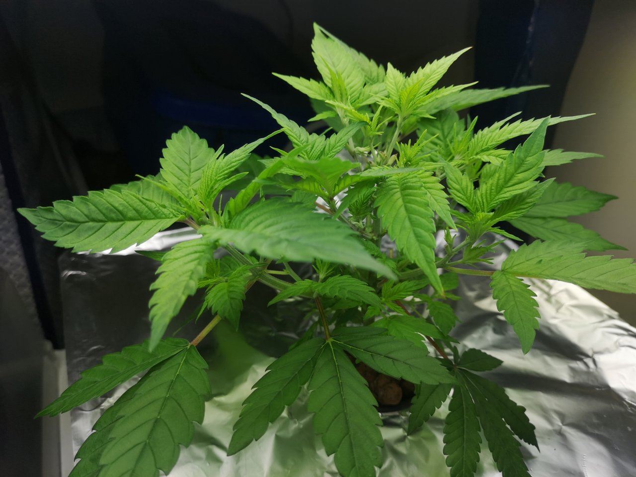 Jack Herer 2 - w7d5 - overview